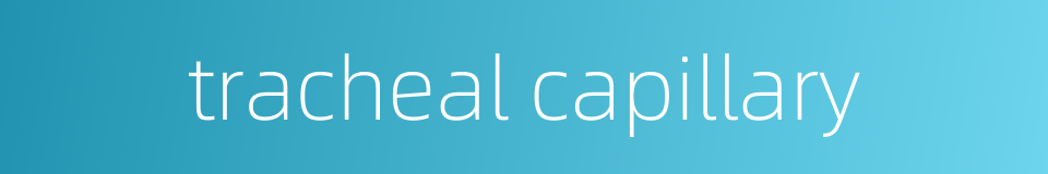 tracheal capillary的同义词