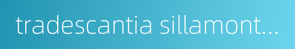 tradescantia sillamontana的同义词