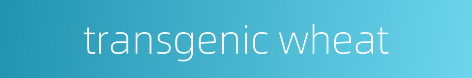 transgenic wheat的同义词