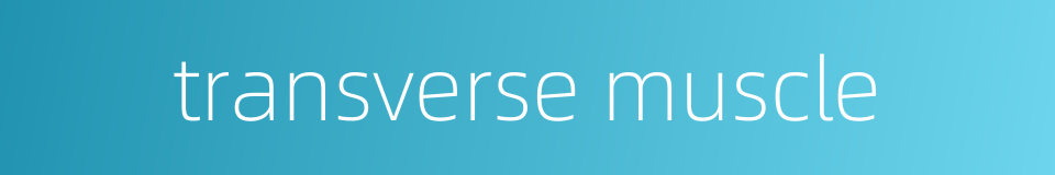 transverse muscle的同义词