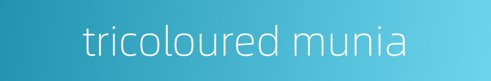 tricoloured munia的同义词