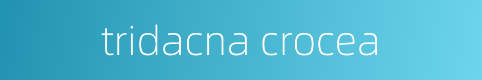 tridacna crocea的同义词
