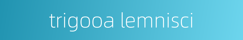 trigooa lemnisci的同义词