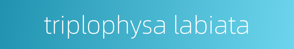 triplophysa labiata的同义词