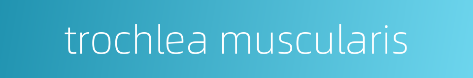 trochlea muscularis的同义词