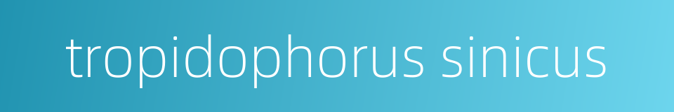 tropidophorus sinicus的同义词