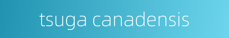 tsuga canadensis的同义词