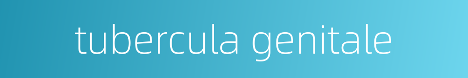 tubercula genitale的同义词