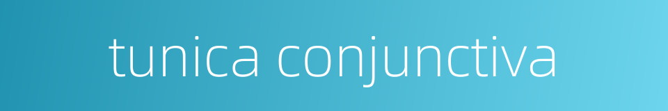 tunica conjunctiva的同义词
