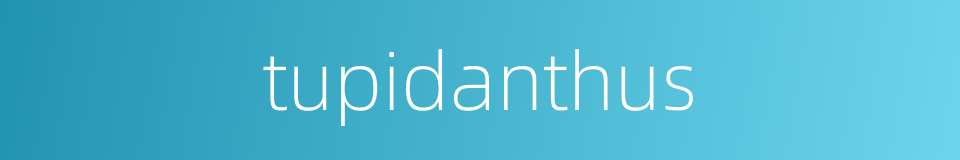 tupidanthus的同义词