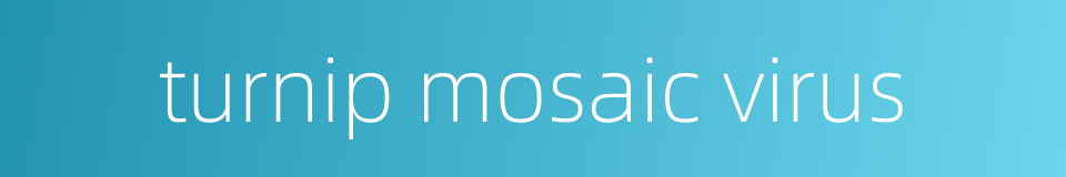 turnip mosaic virus的同义词