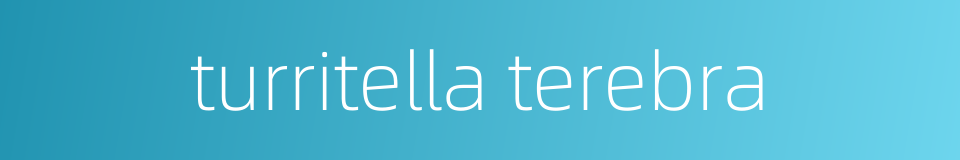turritella terebra的同义词