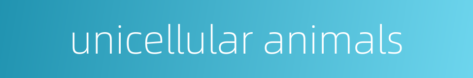 unicellular animals的同义词