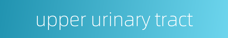upper urinary tract的同义词