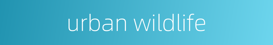 urban wildlife的同义词