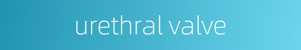 urethral valve的同义词