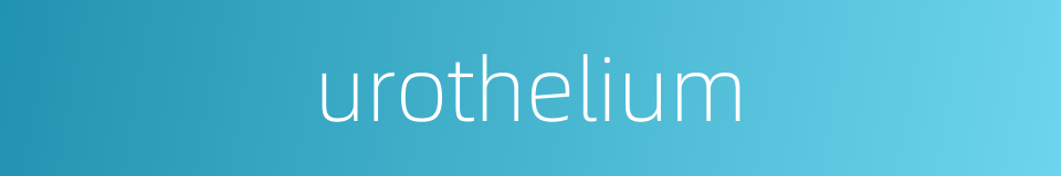 urothelium的同义词