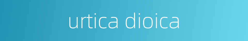 urtica dioica的同义词