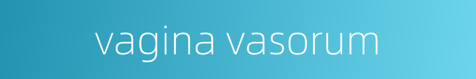 vagina vasorum的同义词