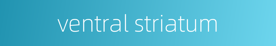 ventral striatum的同义词
