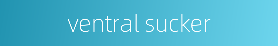 ventral sucker的同义词
