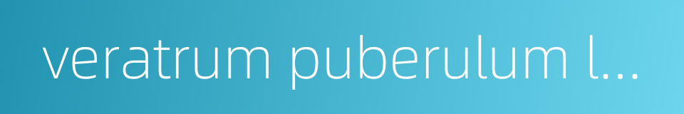 veratrum puberulum loes的同义词