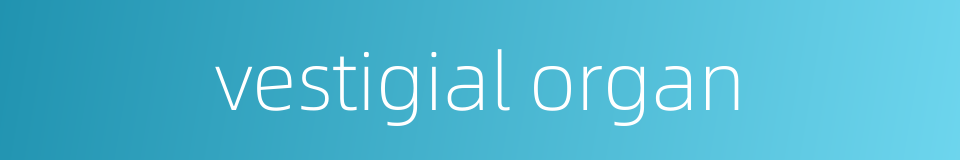 vestigial organ的同义词