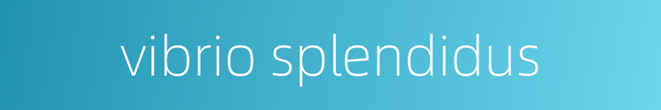 vibrio splendidus的同义词
