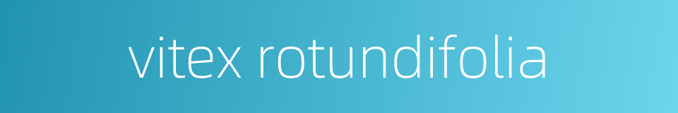vitex rotundifolia的同义词
