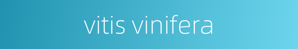 vitis vinifera的同义词