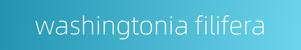 washingtonia filifera的同义词
