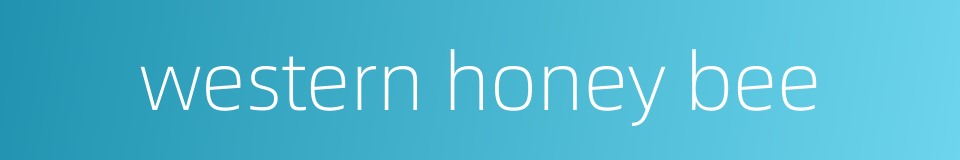 western honey bee的同义词