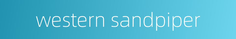 western sandpiper的同义词