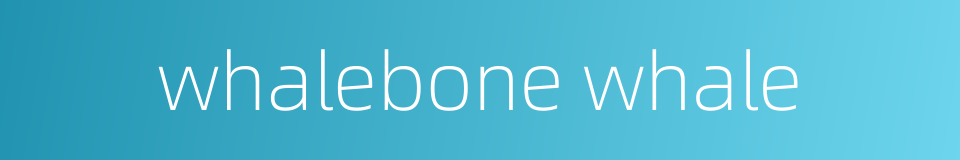 whalebone whale的同义词
