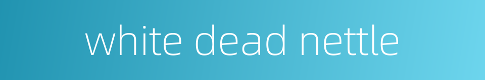 white dead nettle的同义词