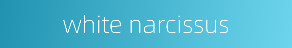 white narcissus的同义词