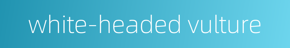 white-headed vulture的同义词