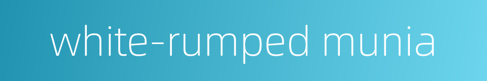 white-rumped munia的同义词