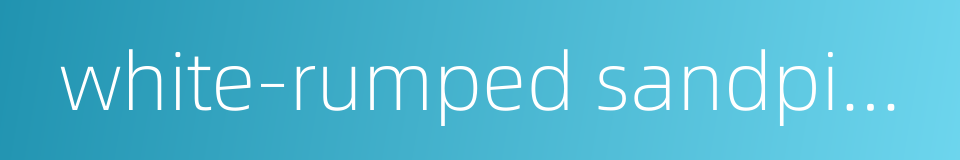 white-rumped sandpiper的同义词