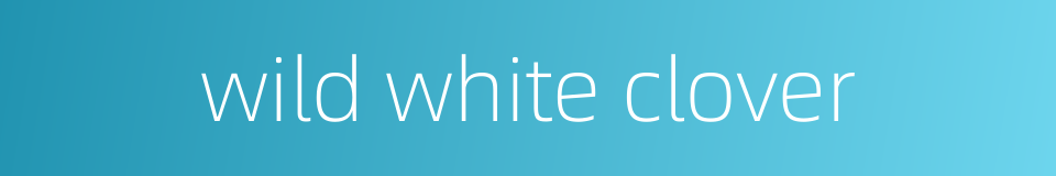 wild white clover的同义词