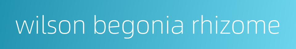wilson begonia rhizome的同义词