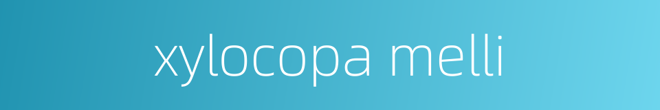 xylocopa melli的同义词