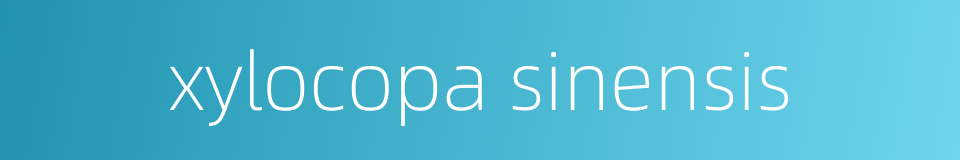 xylocopa sinensis的同义词