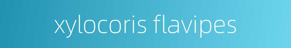 xylocoris flavipes的同义词