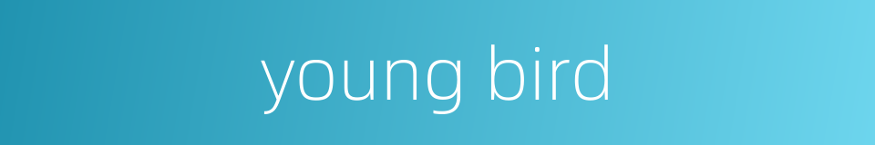 young bird的同义词