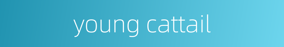 young cattail的同义词