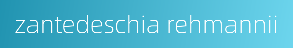 zantedeschia rehmannii的同义词
