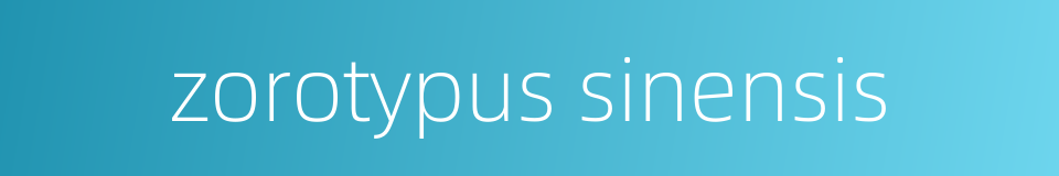 zorotypus sinensis的同义词