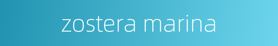 zostera marina的同义词